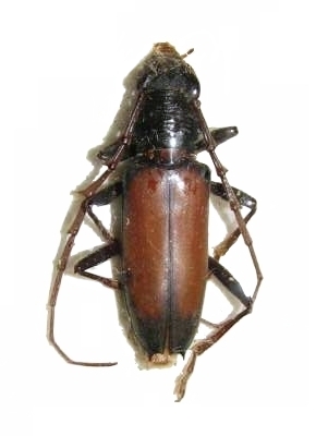 Plocaederus bipartitus 