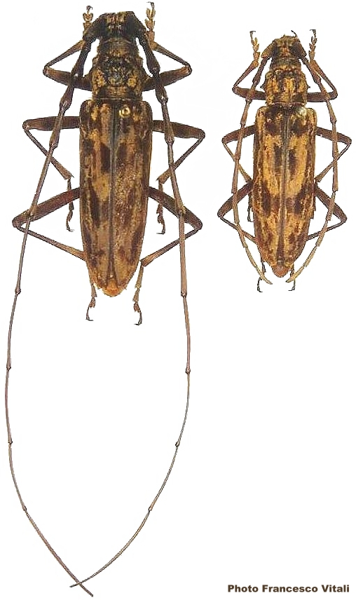 Pseudaeolesthes chrysothrix