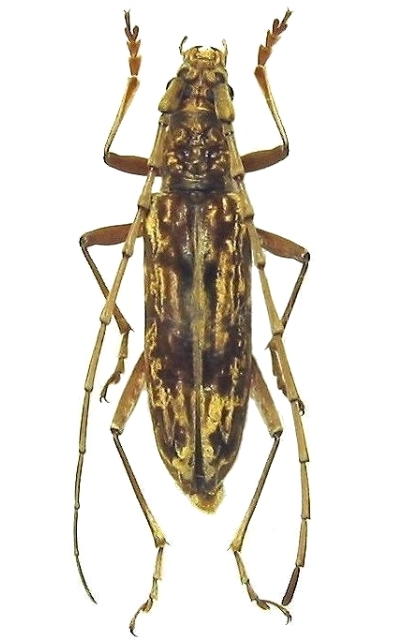 Pseudaeolesthes chrysothrix