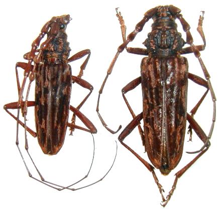 Pseudaeolesthes rufimembris