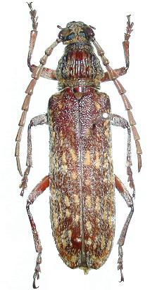 Rhytidodera bowringii