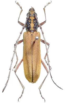 Gibbocerambyx maculicollis