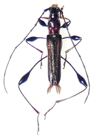 Artimpaza setigera japonica