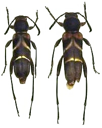 Brachyclytus singularis