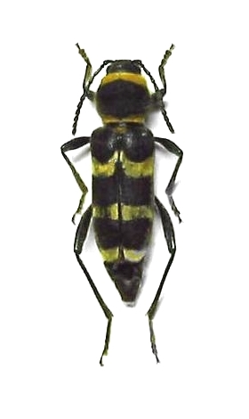Calloides magnificus 
