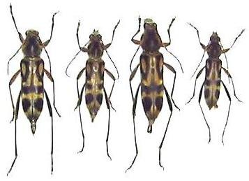 Chlorophorus annularis