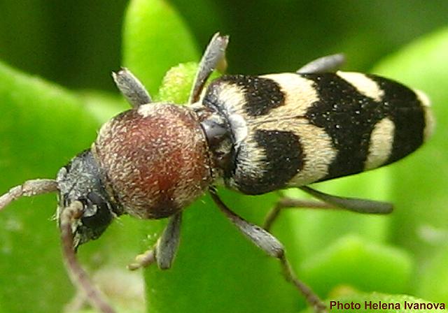 Chlorophorus trifasciatus