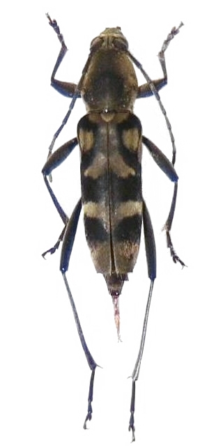 Chlorophorus flavopubescens