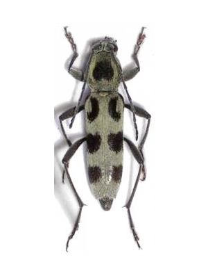 Chlorophorus herbstii