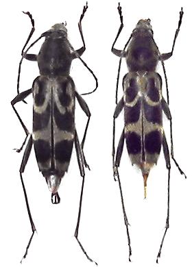 Chlorophorus japonicus