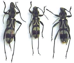 Chlorophorus manillae