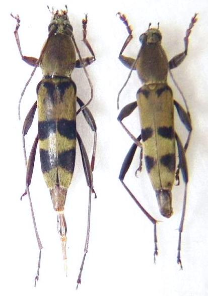 Chlorophorus muscosus