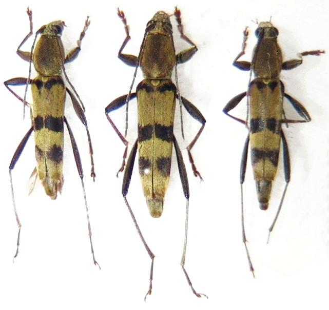 Chlorophorus muscosus