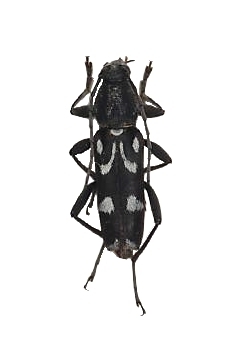 Chlorophorus nivipictus 