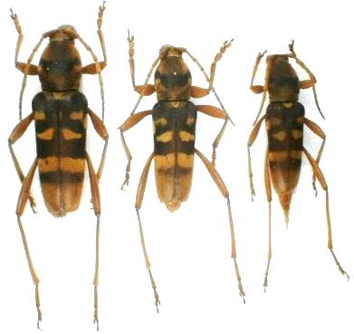 Chlorophorus quinquefasciatus