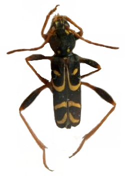 Clytus tropicus 