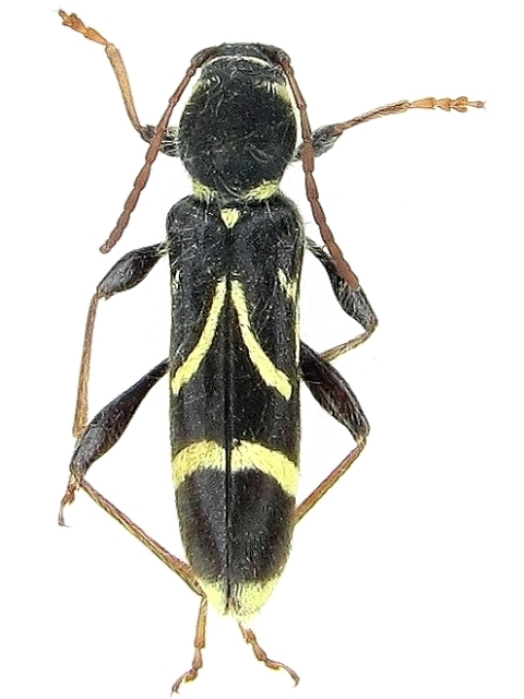 Cyrtoclytus capra Cyrtoclytus capra