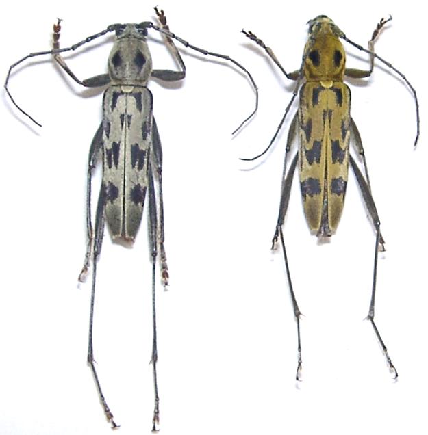 Demonax notabilis notabilis