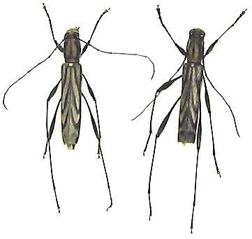 Rhabdoclytus acutivittis