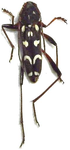 Isotomus speciosus speciosus