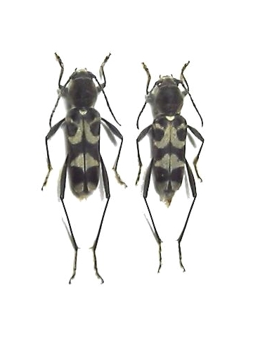 Kazuoclytus fukienensis