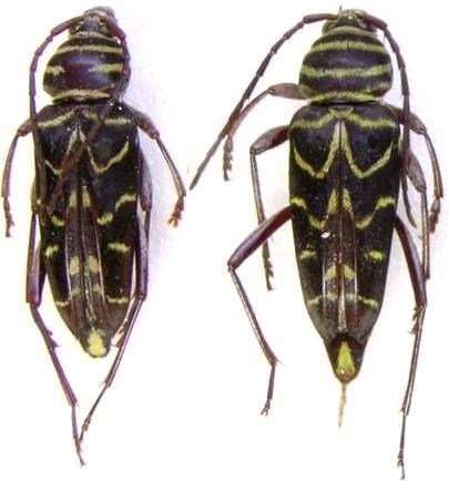 Megacyllene acuta