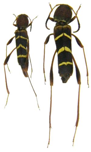 Neoclytus acuminatus