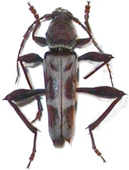 Neoclytus longipes