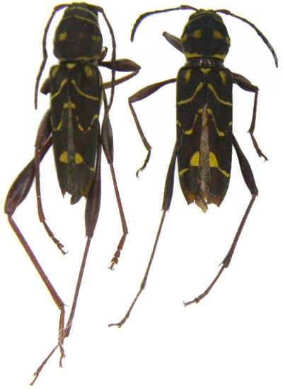 Cotyclytus curvatus