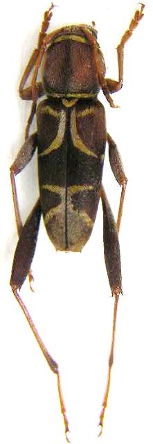 Neoclytus mucronatus