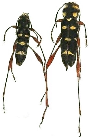 Cotyclytus stillatus