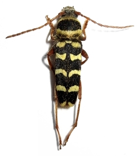 Plagionotus (Echinocerus) floralis Plagionotus (Echinocerus) floralis