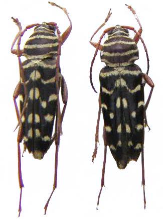 Placosternus difficilis