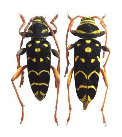 Plagionotus (Plagionotus) arcuatus arcuatus Plagionotus (Plagionotus) arcuatus arcuatus