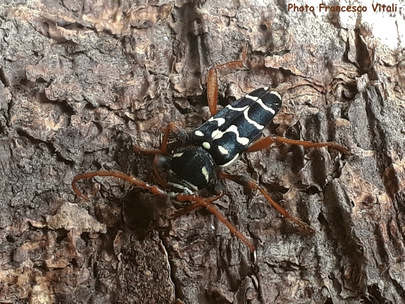 Plagionotus (Plagionotus) arcuatus arcuatus