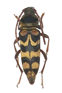Plagionotus (Neoplagionotus) bobelayei