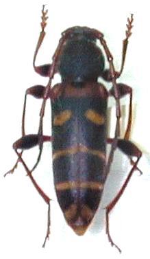 Plagionotus (Plagionotus) christophi