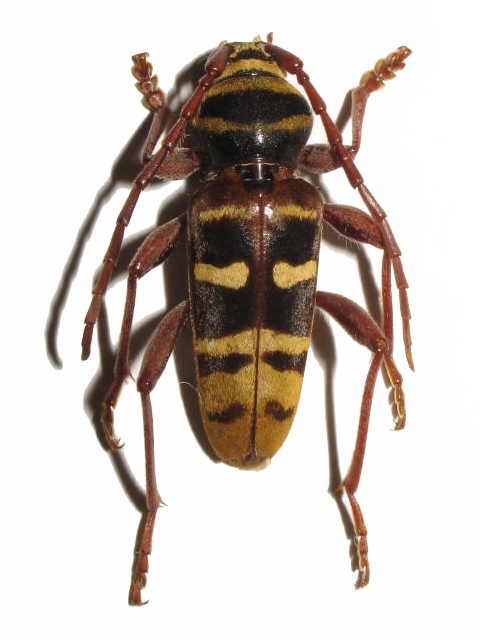 Plagionotus (Plagionotus) detritus