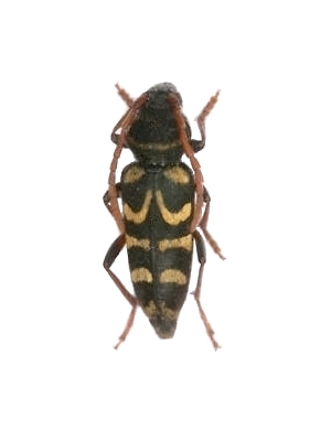 Plagionotus (Neoplagionotus) scalaris