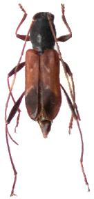 Teratoclytus plavilstshikovi