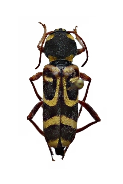 Xylotrechus arvicola Xylotrechus arvicola