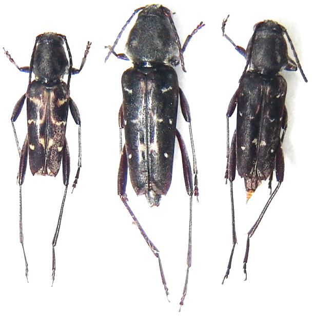 Xylotrechus atronotatus generosus