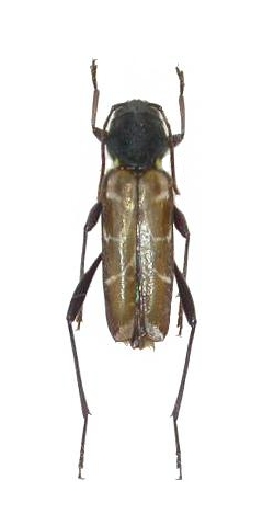 Xylotrechus cuneipennis