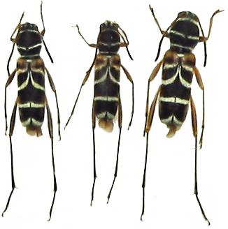 Xylotrechus emaciatus