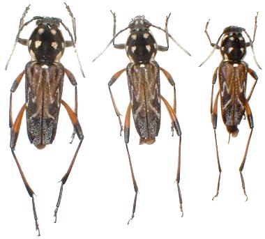 Xylotrechus grayii Xylotrechus grayii