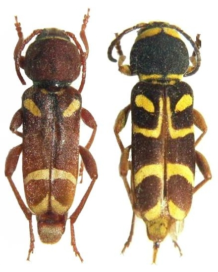Xylotrechus insignis