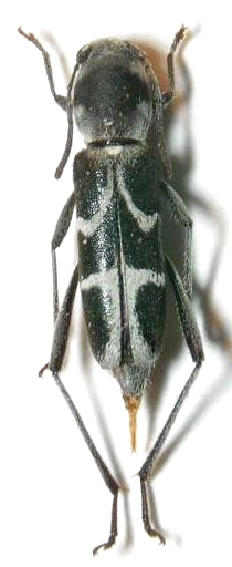 Xylotrechus chujoi ishigakianus