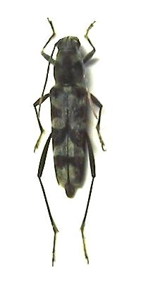 Xylotrechus iteratus