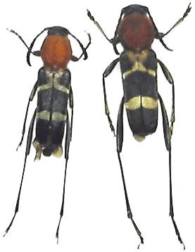 Xylotrechus pyrrhoderus