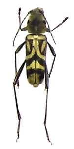 Xylotrechus quadripes